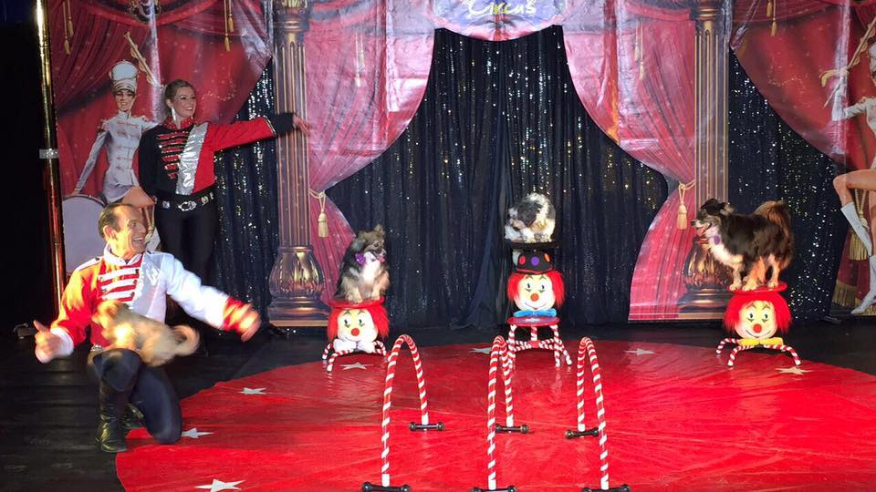 cabaret circus